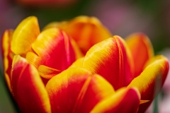 Tulpe