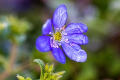 Lederblume