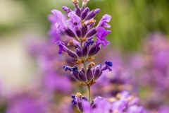 Lavendel