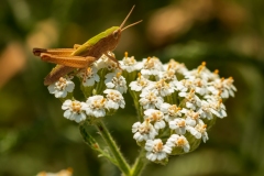 GrashüpferweißeBlume