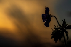 Sonnenuntergang im Feld