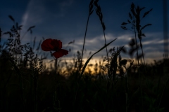 Sonnenuntergang im Feld