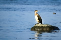 Kormoran