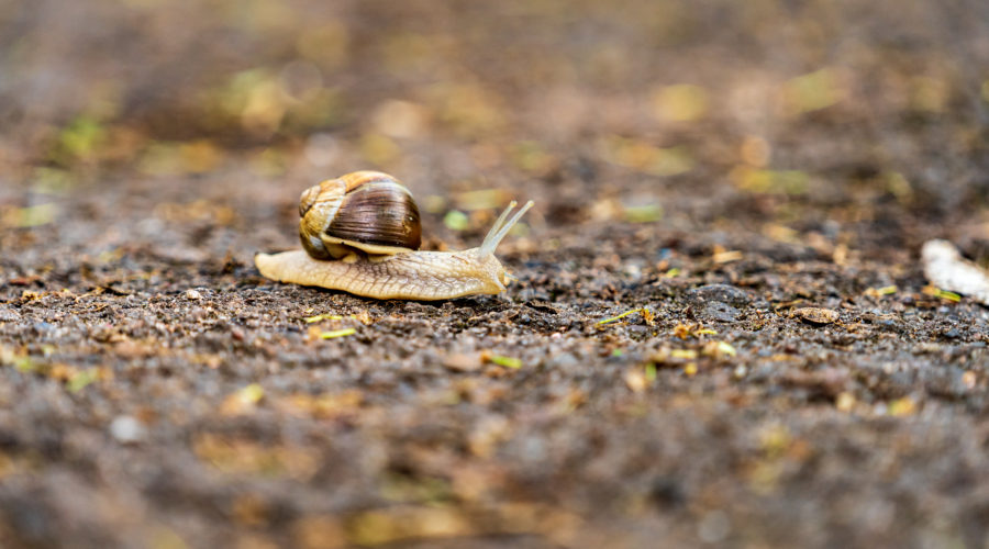 Weinbergschnecke auf Steinweg