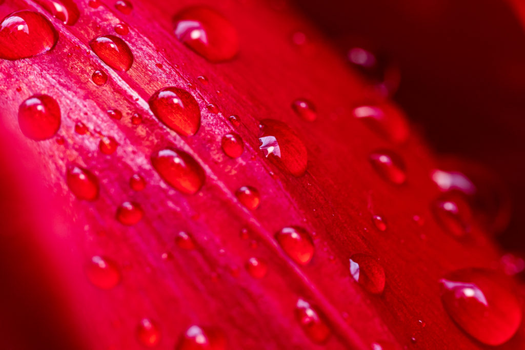 Makrofoto - Wassertropfen auf Tulpenblatt