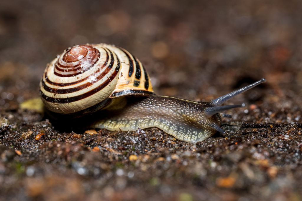 Gefleckte Zirkelschnecke auf Steinboden