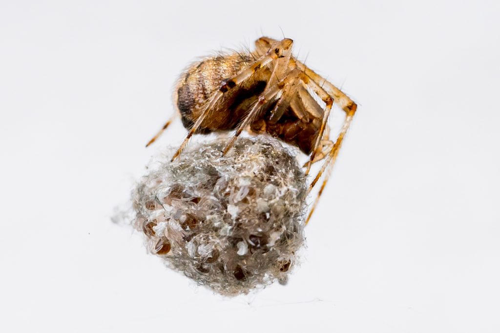 Makrofotografie: Eine kleine Spinne von 1cm mit Kokon