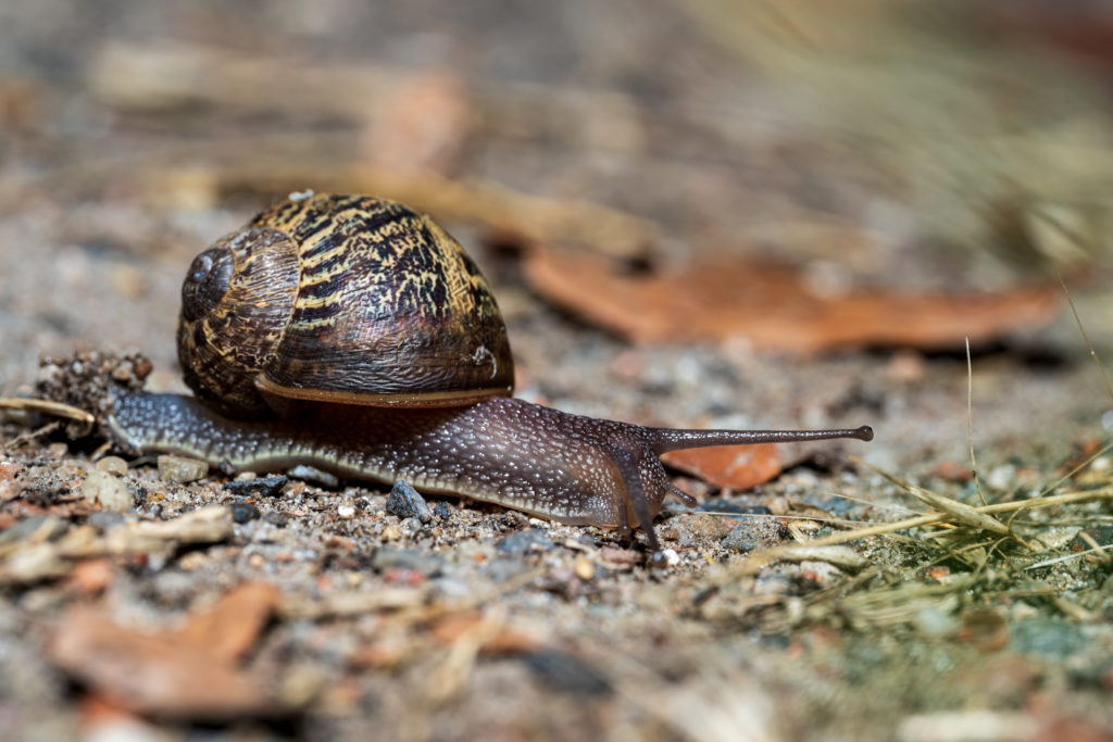 Makrofoto - Schnecke auf Steinweg