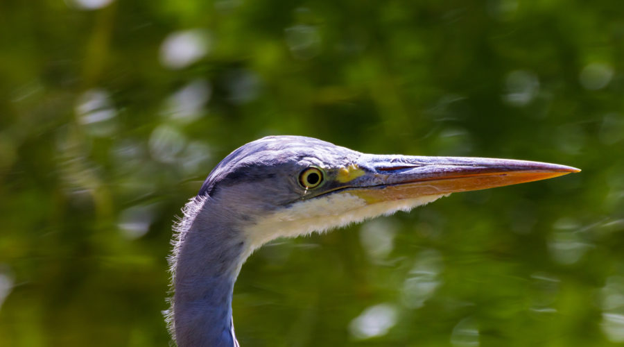 Fischreier am Kiezteich