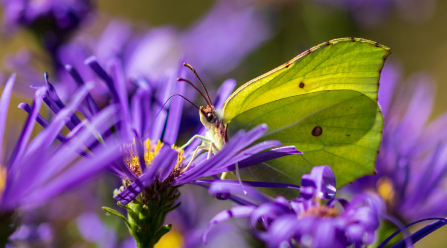 Zitronenfalter auf Blüte