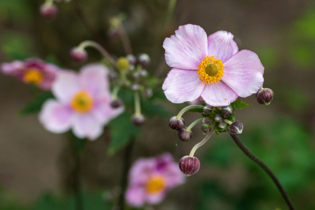 Makrofotografie-Herbst-Anemone bei bewölkten Licht