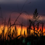 Sonnenuntergang im Feld im Stil der Low Key Fotografie