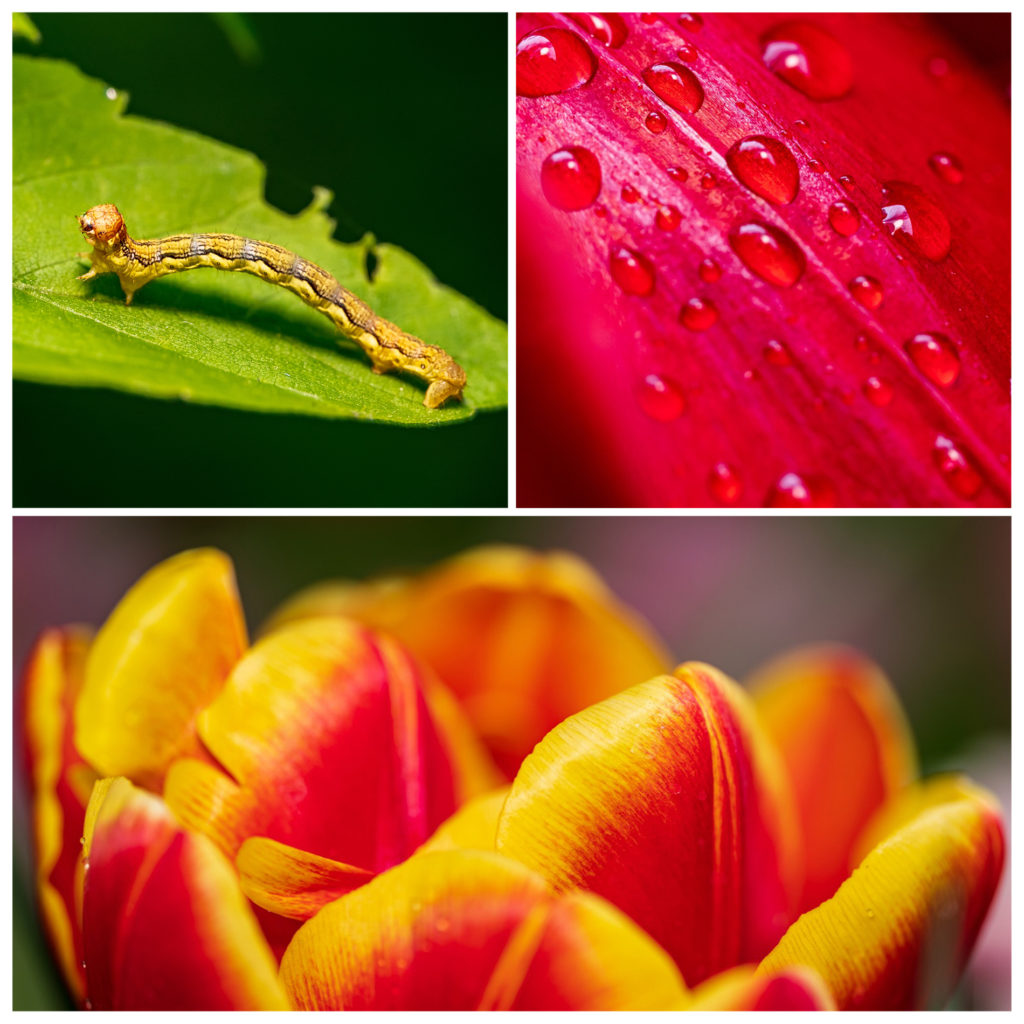 Makrofotografie-Bildcollage von einer Raupe, Wassertropfen und einer Tulpe