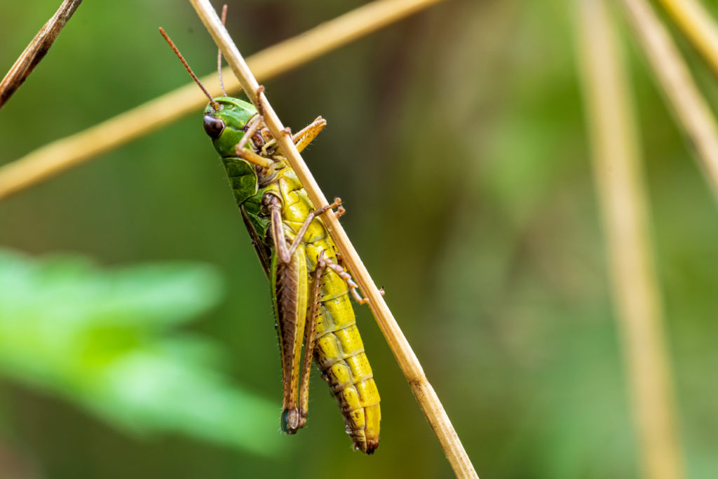 Makrofotografie lernen - Grashüpfer auf Pflanze