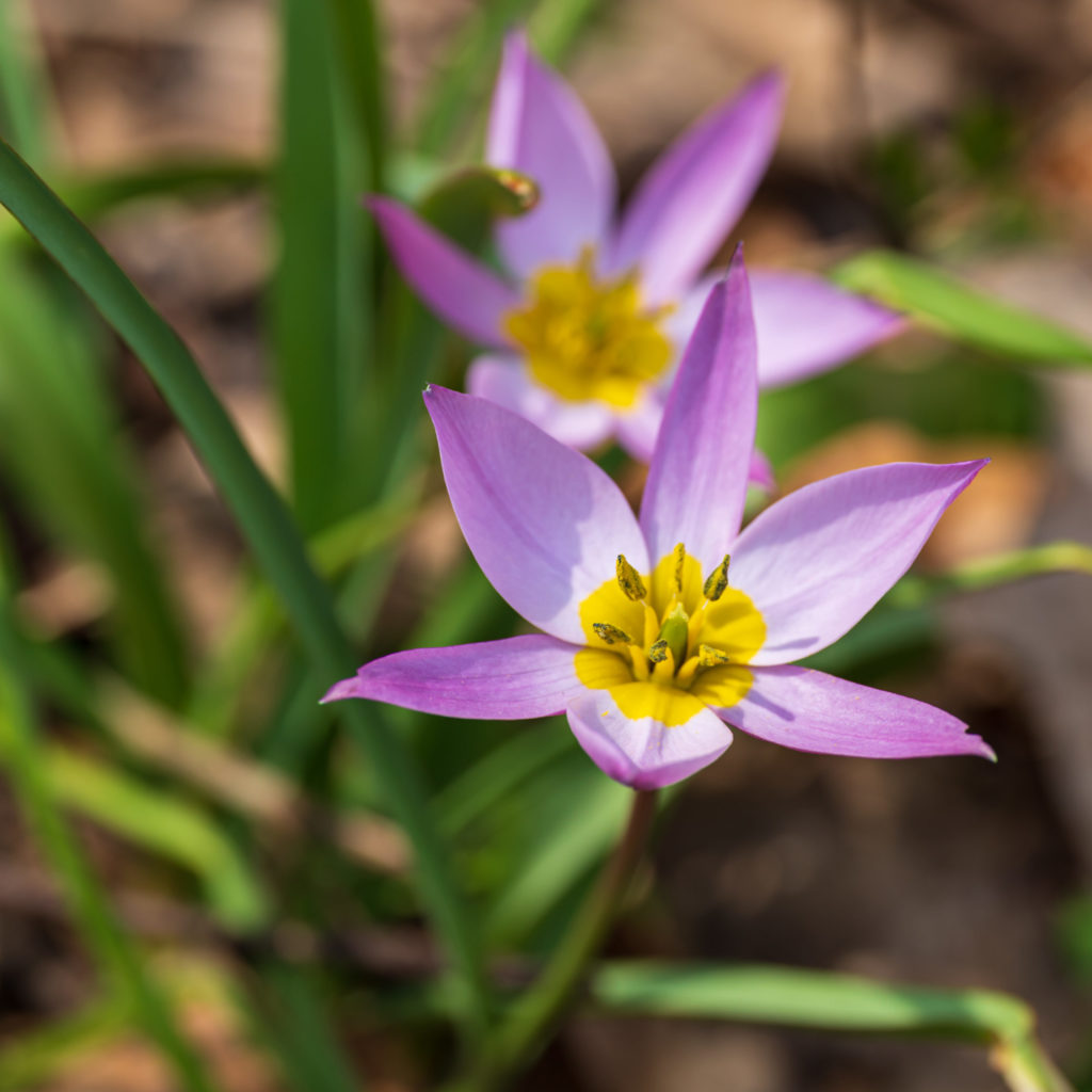 Zwerg-Tulpen(Tulipa humilis)