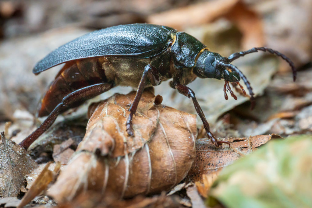 Sägebock Käfer auf Walduntergrund