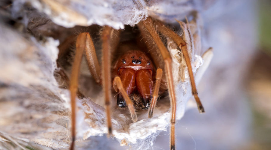 Ammen Dornfinger Spinne im Nestgespinst