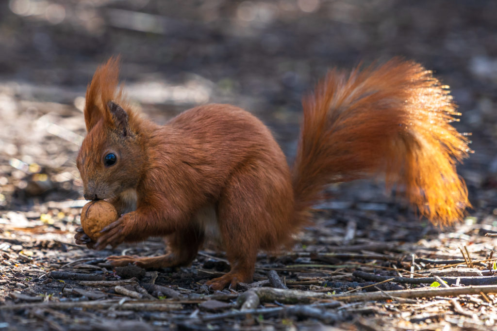 Eichhörnchen mit Walnuss