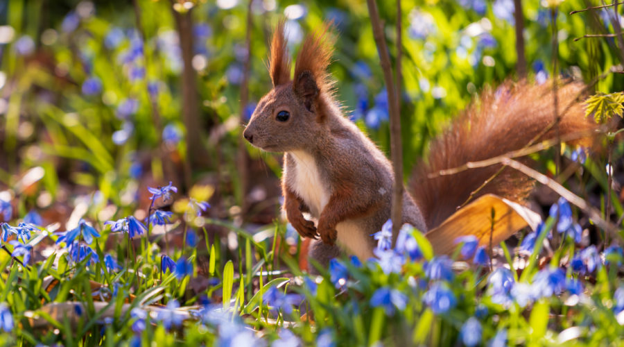 Eichhörnchen beim Sonnenaufgang im Blumenfeld