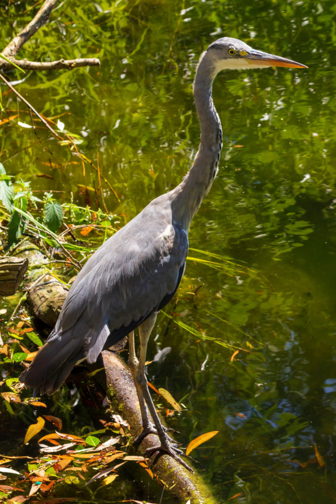 Fischreier am Teich